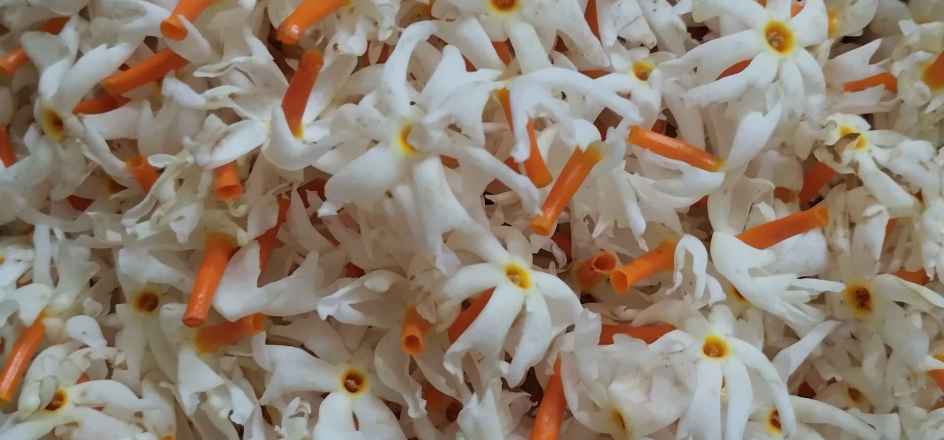 White Shiuli flowers with vibrant orange stems, a symbol of resilience and renewal. Like these flowers that bloom quietly yet beautifully, women continue to grow, learn, and shine despite challenges.