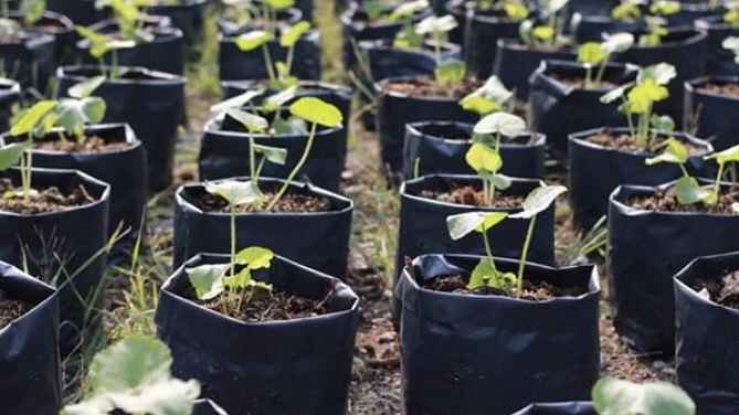 tree seedlings prepared by my parents i'm so proud of their work even in their old age they still do quality work i still wonder how their eyes can still see yet they are in their 70's t