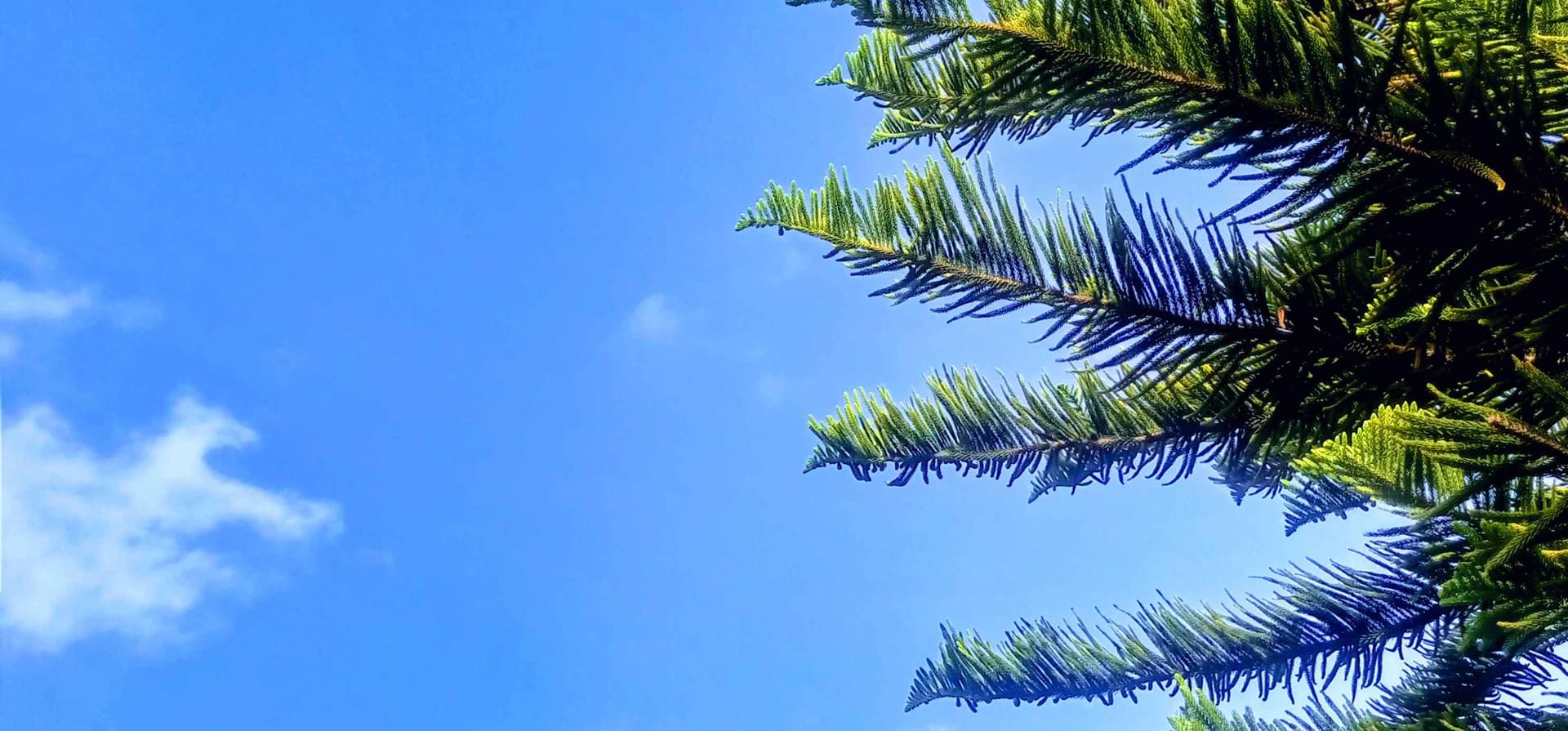 I love nature. 