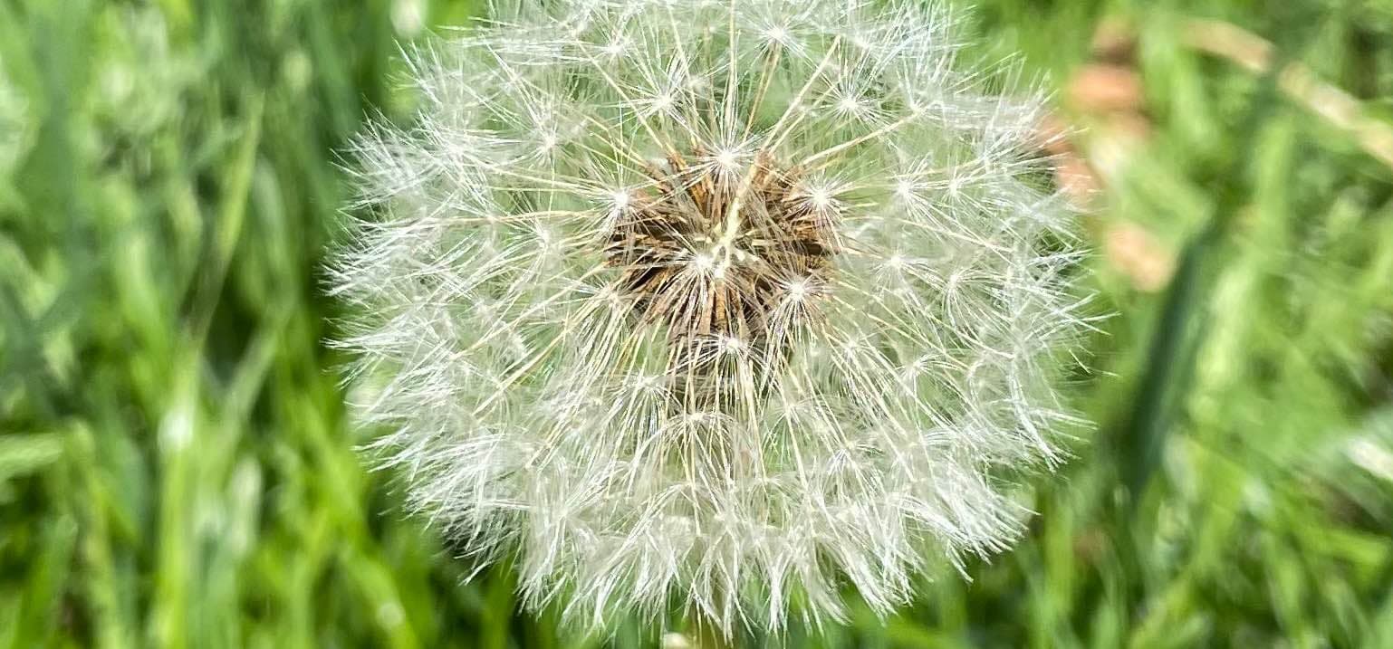 A dandelion flower, white seeds still a flower, ready to blow in all directions in the wind.